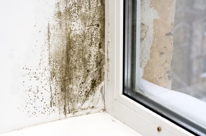 Mold Removal in Henderson by Clean & Restore LLC